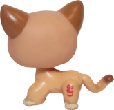 #1120 Shorthair Cat